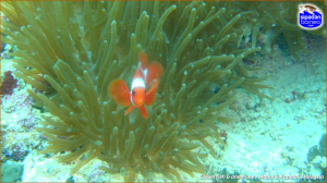 sipadan-pic28